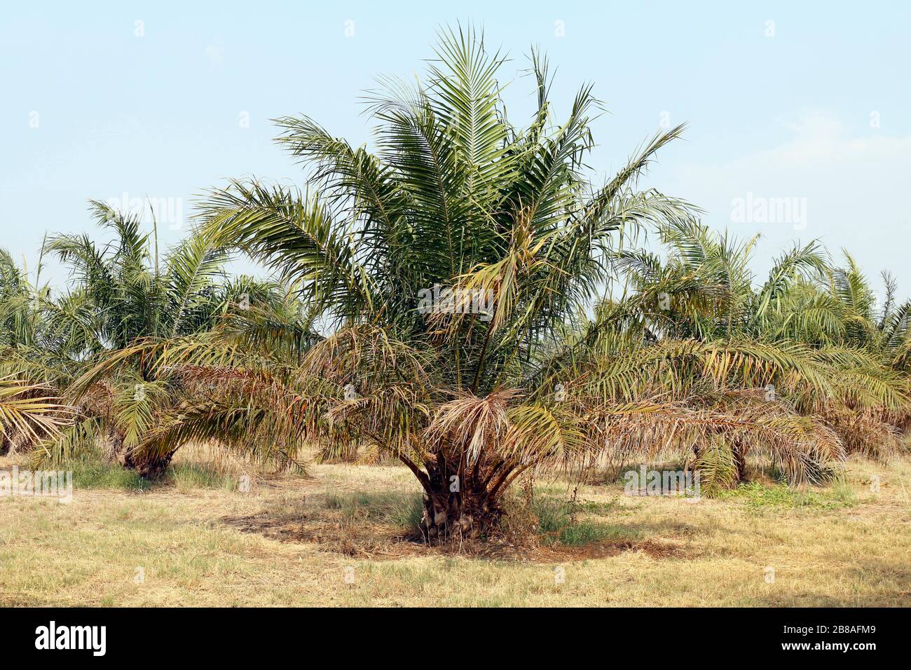 Palm Oil Tree High Resolution Stock Photography and Images Alamy