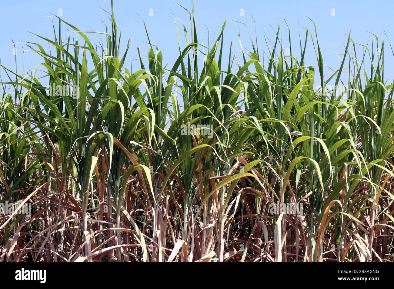 Sugarcane plants grow in field, Plantation Sugar cane tree farm