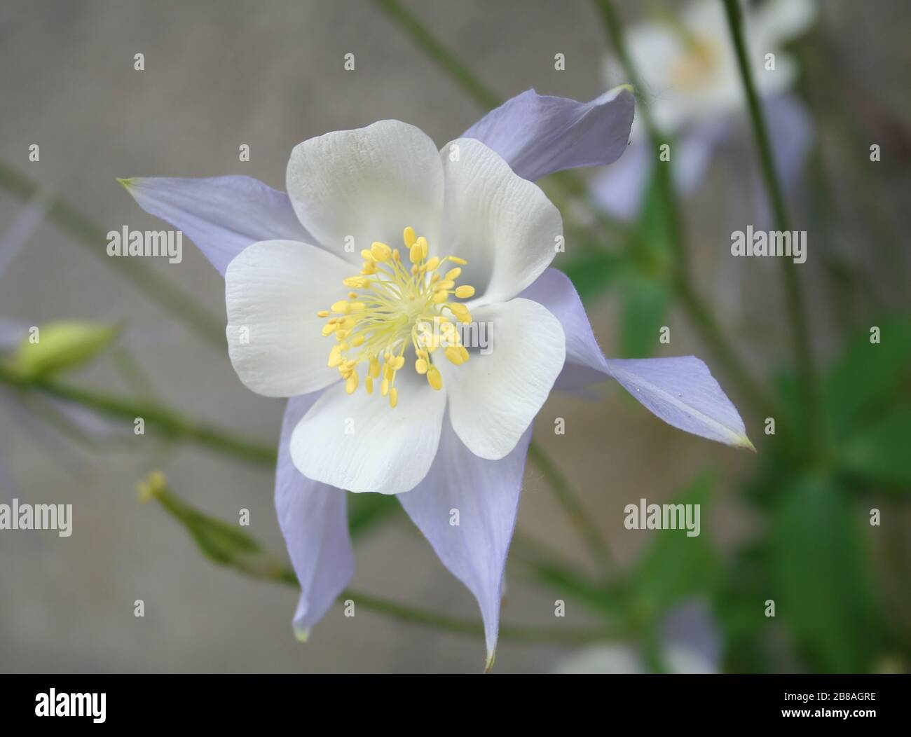 light blue columbine flower - aquilegia caerulea, family ranunculaceae Stock Photo