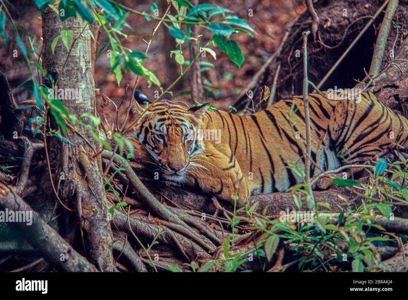 20 Mar 2020 Tiger at Bandhavgarh National Park Tiger reserve Umaria