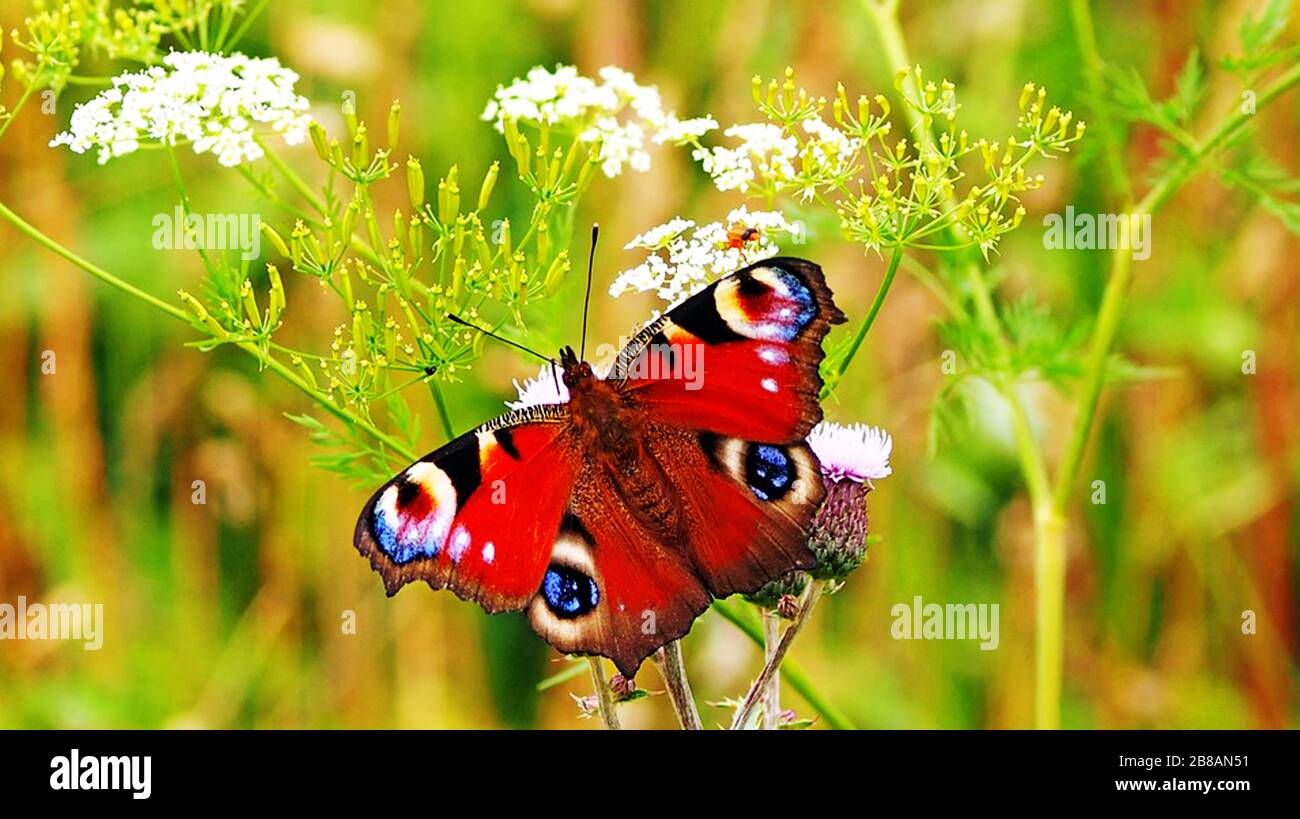 small tortoiseshell butterfly (Aglais urticae) feeding on white marjoram plant flowers in uk garden Stock Photo