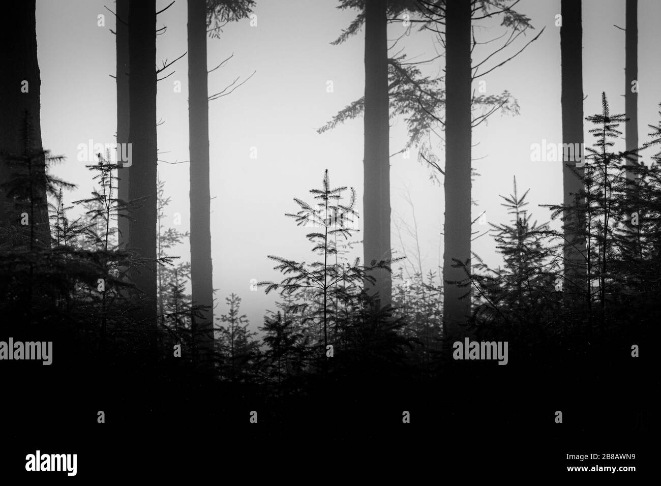 Greyscale shot of a depressing forest scenery with tall trees Stock Photo