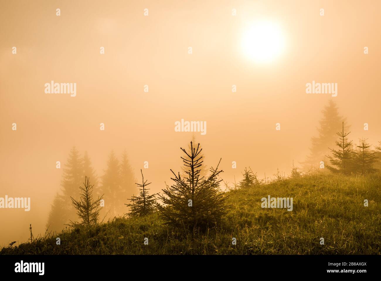 Magical mesmerizing landscape of young fir trees growing on green hills among dense fog on a warm summer morning against a blue sky. Beauty concept of Stock Photo