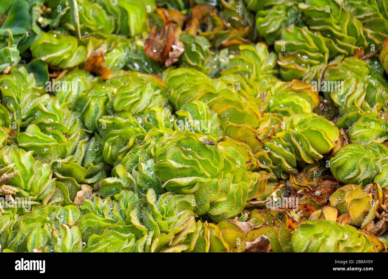 Water cabbage or water lettuce or Nile cabbage or shell flower Stock Photo