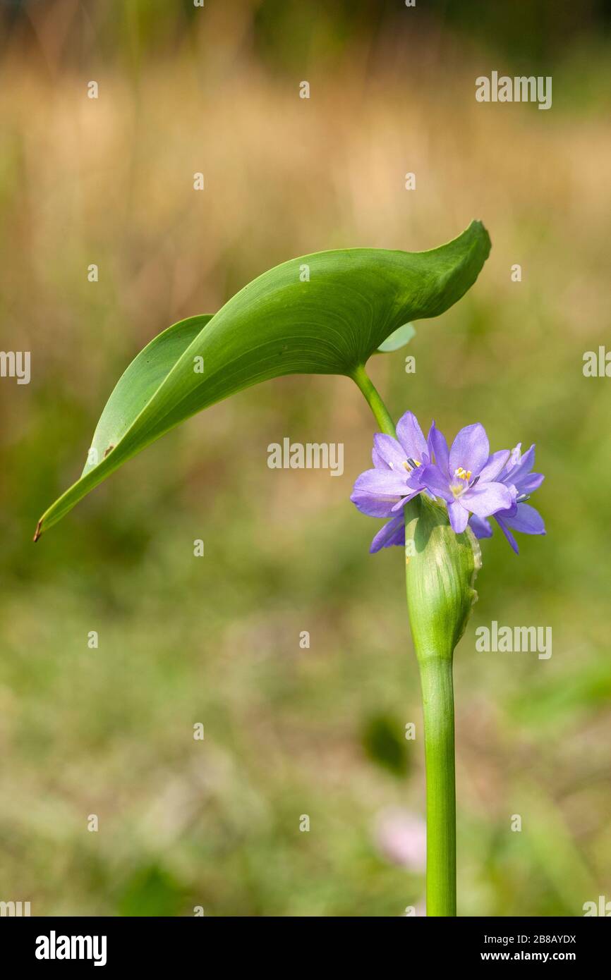 Water hyacinth Flower Stock Photo Alamy