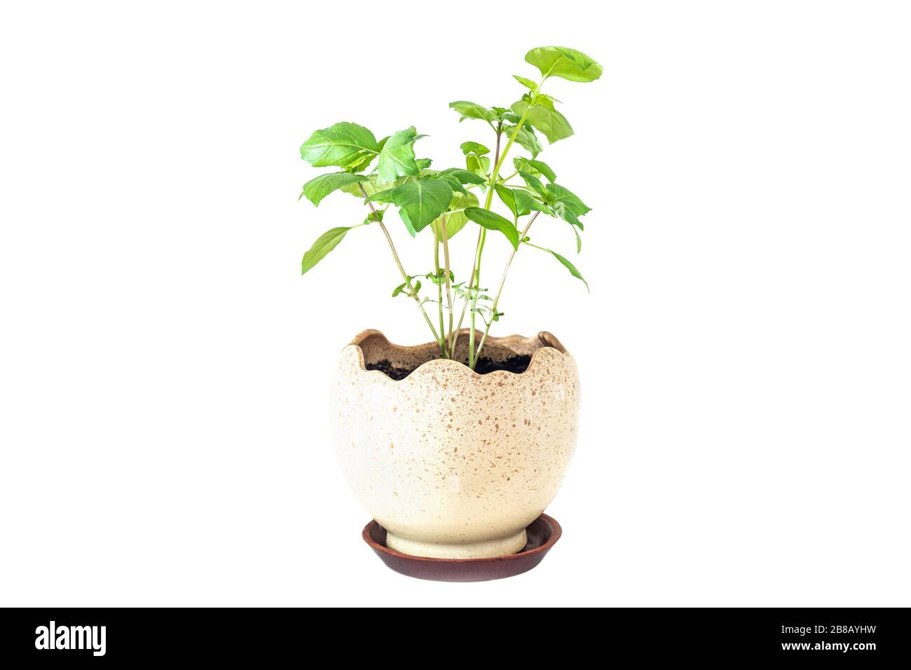 Green basil plant in pot on white background Stock Photo - Alamy