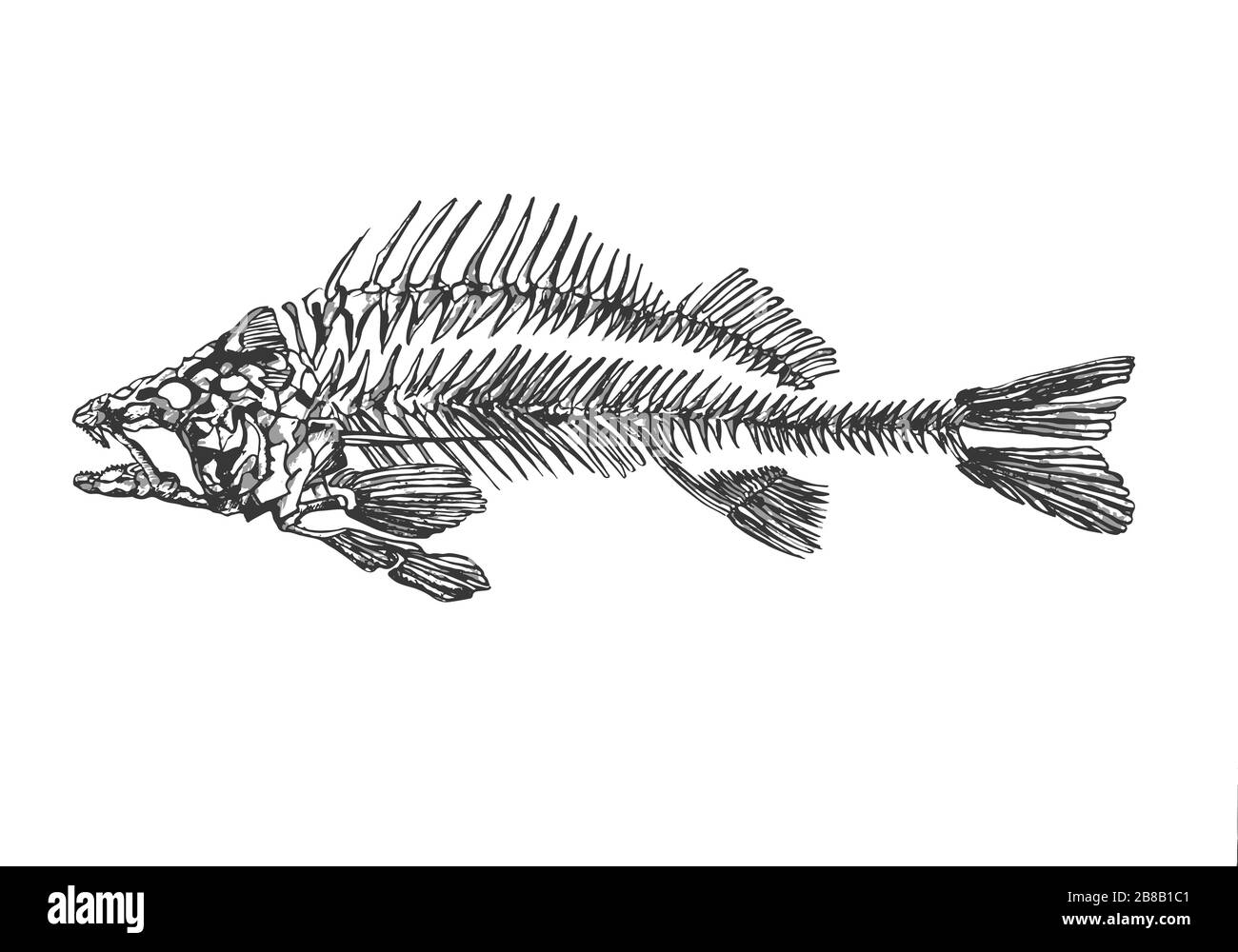 abstract and liniar fish skeleton sketch drawing Stock Photo - Alamy
