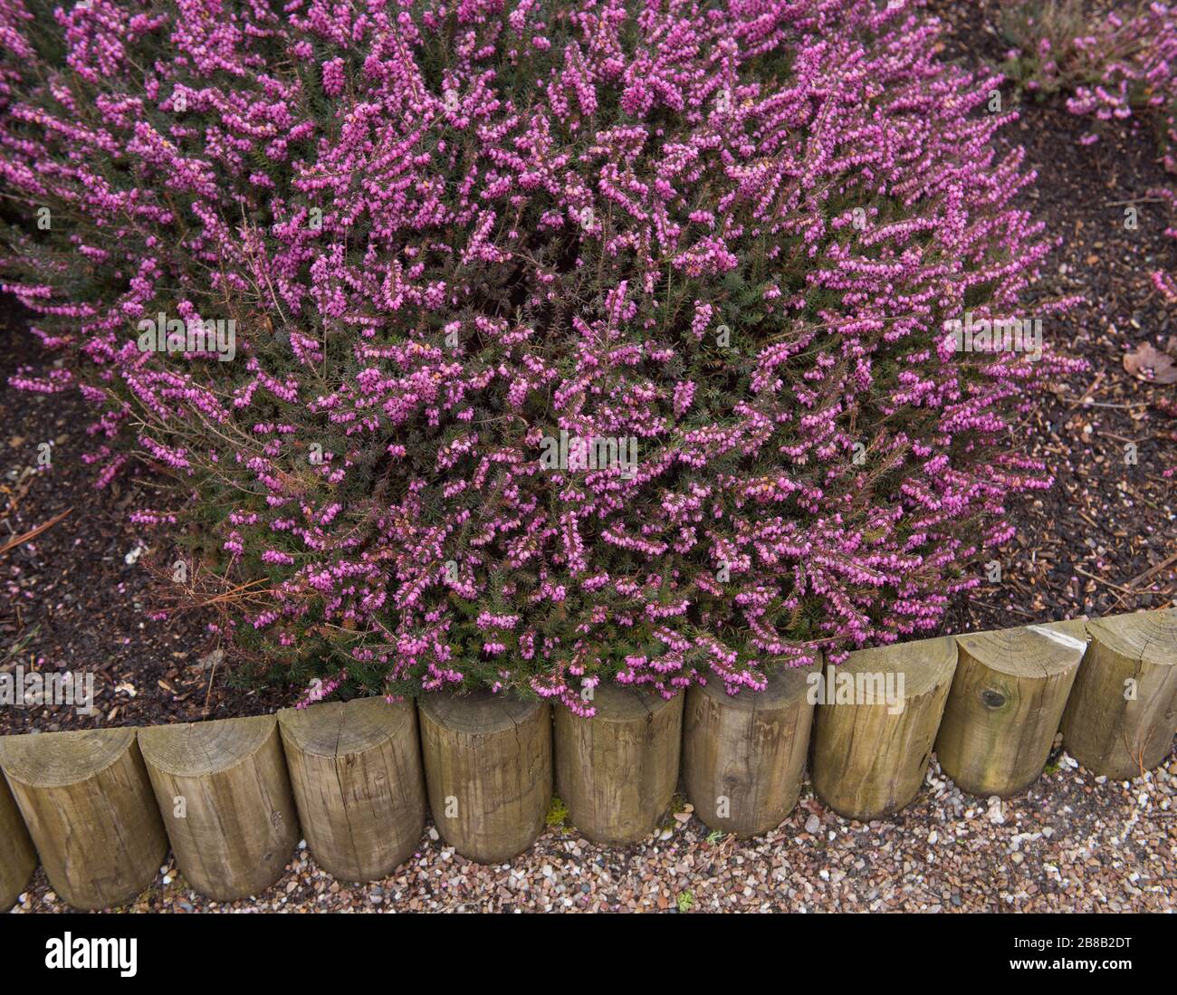 Winter Flowering Evergreen Heather (Erica x darleyensis 'Kramer's Rote') in a Country Cottage Garden in Rural Devon, England, UK Stock Photo