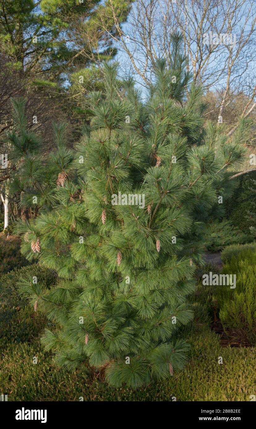 Green Foliage and Cones of Schwerin's Dwarf Conifer Pine Tree (Pinus x schwerinii 'Wiethorst') in a Garden in Rural Devon, England, UK Stock Photo