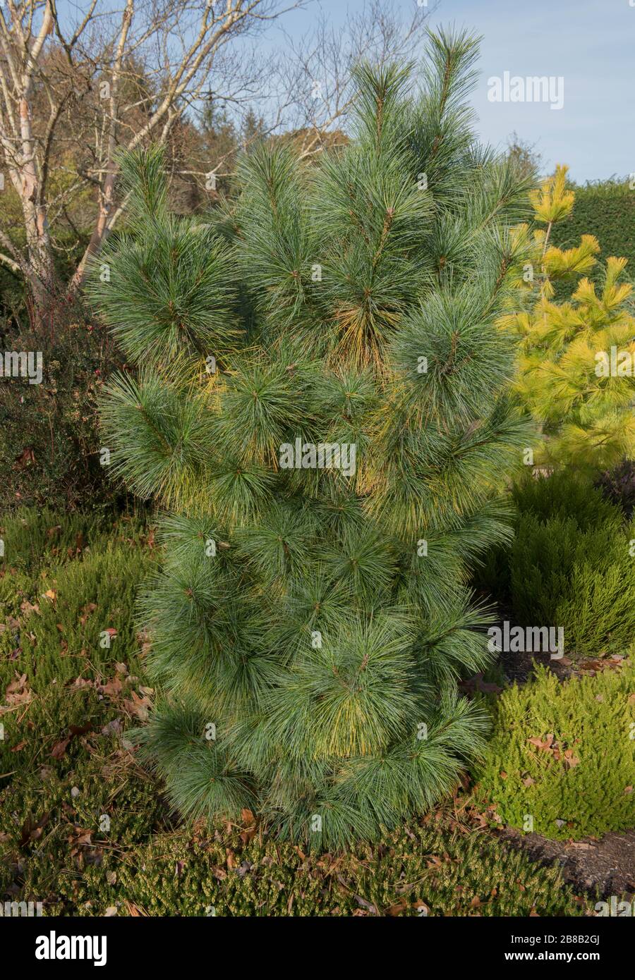 Green Foliage and Cones of Schwerin's Dwarf Conifer Pine Tree (Pinus x schwerinii 'Wiethorst') in a Garden in Rural Devon, England, UK Stock Photo