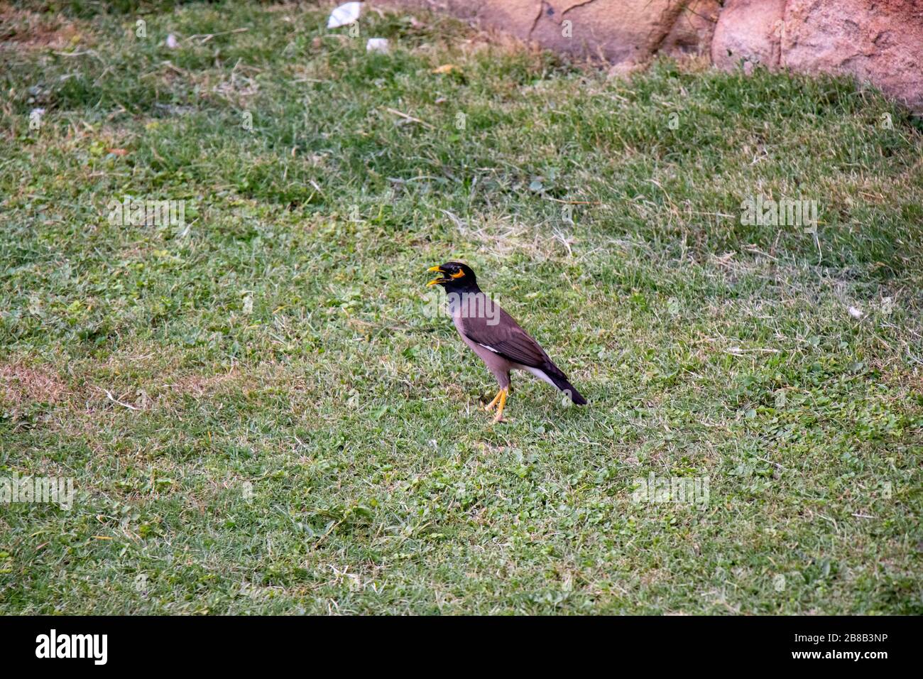 Indian Mynah looking for the food on the grass Stock Photo