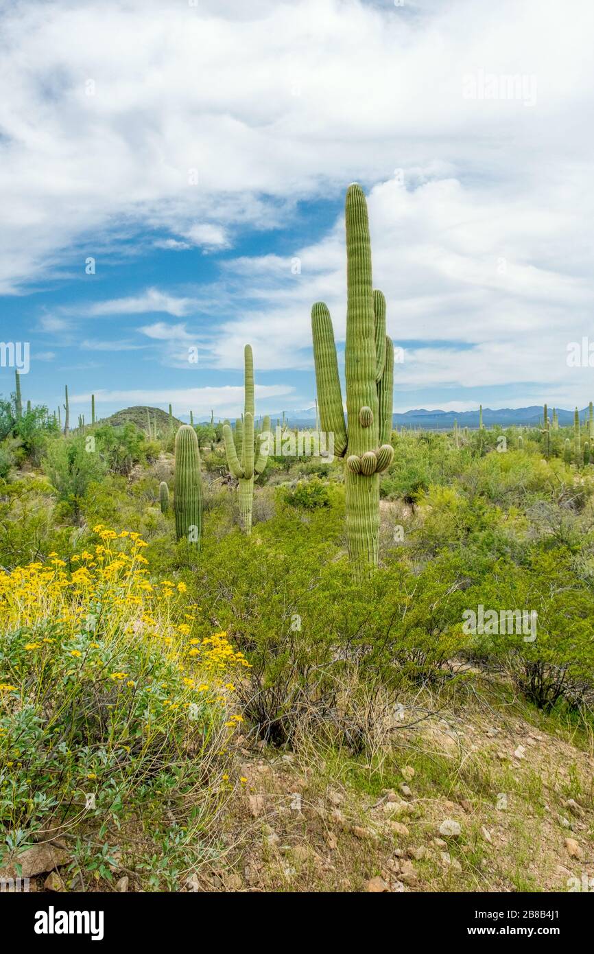 Beautiful scenery of different cacti and wildflowers in the Sonoran Desert outside of Tucson Arizona Stock Photo