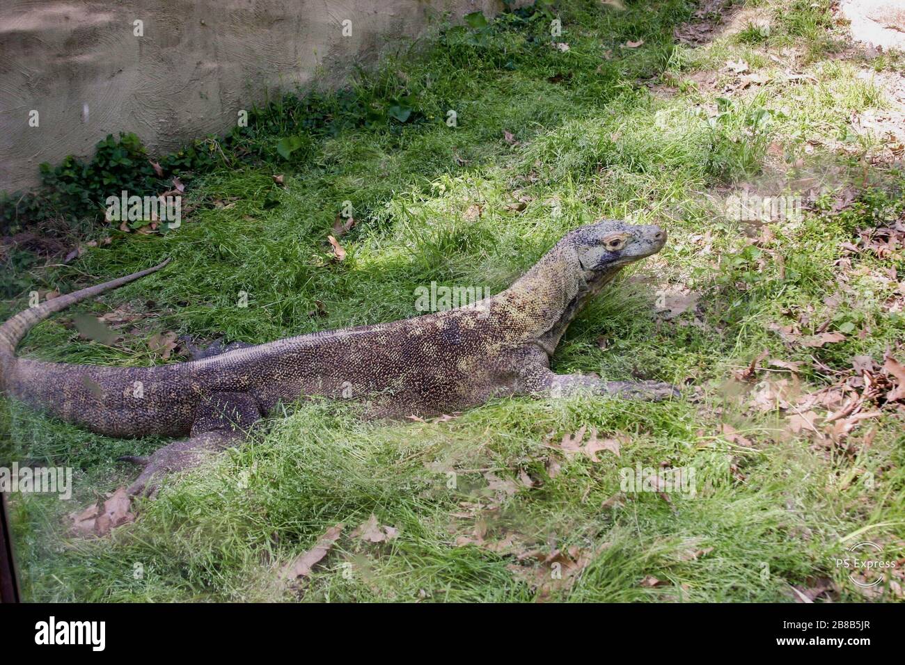 Komodo dragon on the ground surrounded by the grass under the sunlight ...