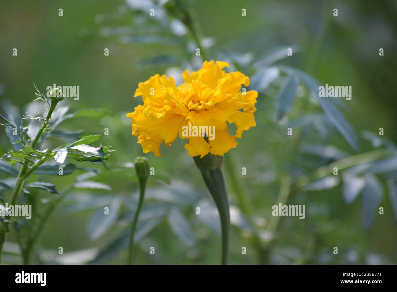 Beautiful Flowers This image describe the beauty and the nature of