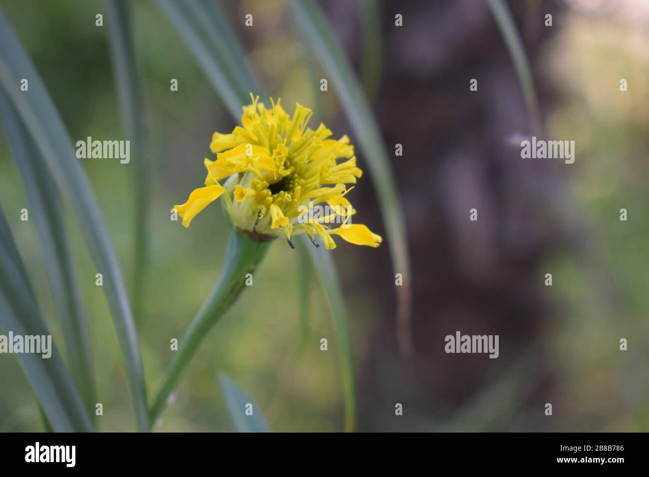 Beautiful Flowers This image describe the beauty and the nature of