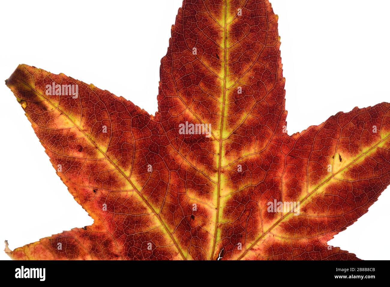 Autumn leaf of the Japanese Maple Tree on a white background. Close up. Stock Photo