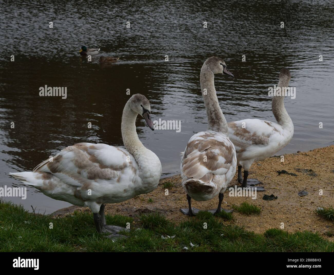 Young Mute Swans with feathers that are turning from grey to white. Stock Photo