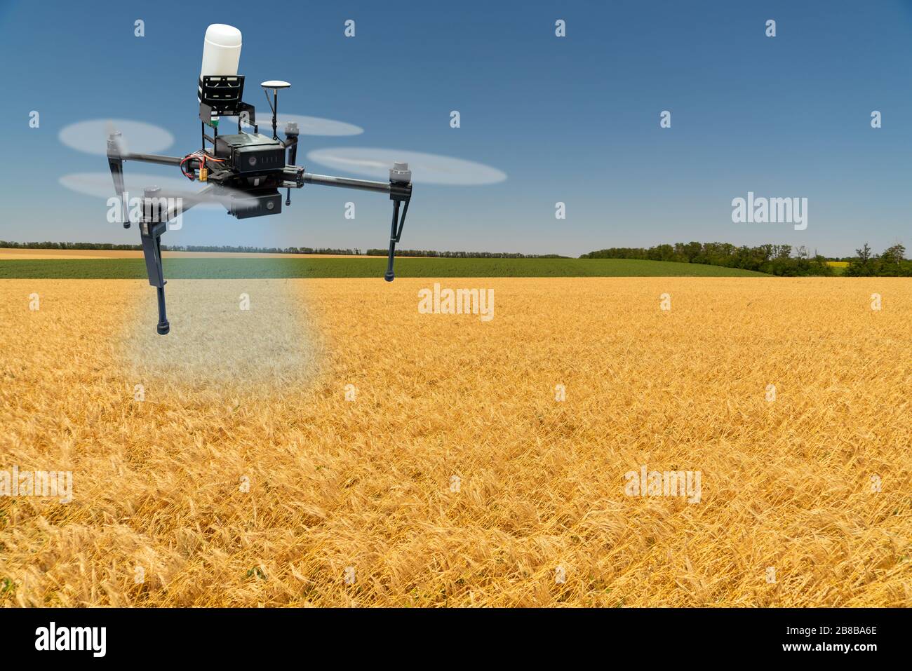 Drone sprayer flies over a wheat field. Smart farming and precision agriculture Stock Photo