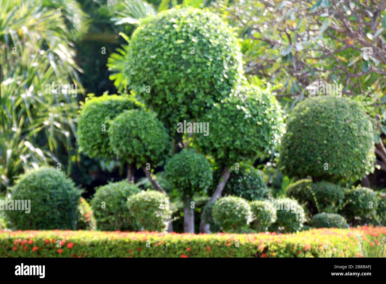 blurred garden tree, blurred background image of bending bushes sphere tree green leaf spherical shrub garden Stock Photo