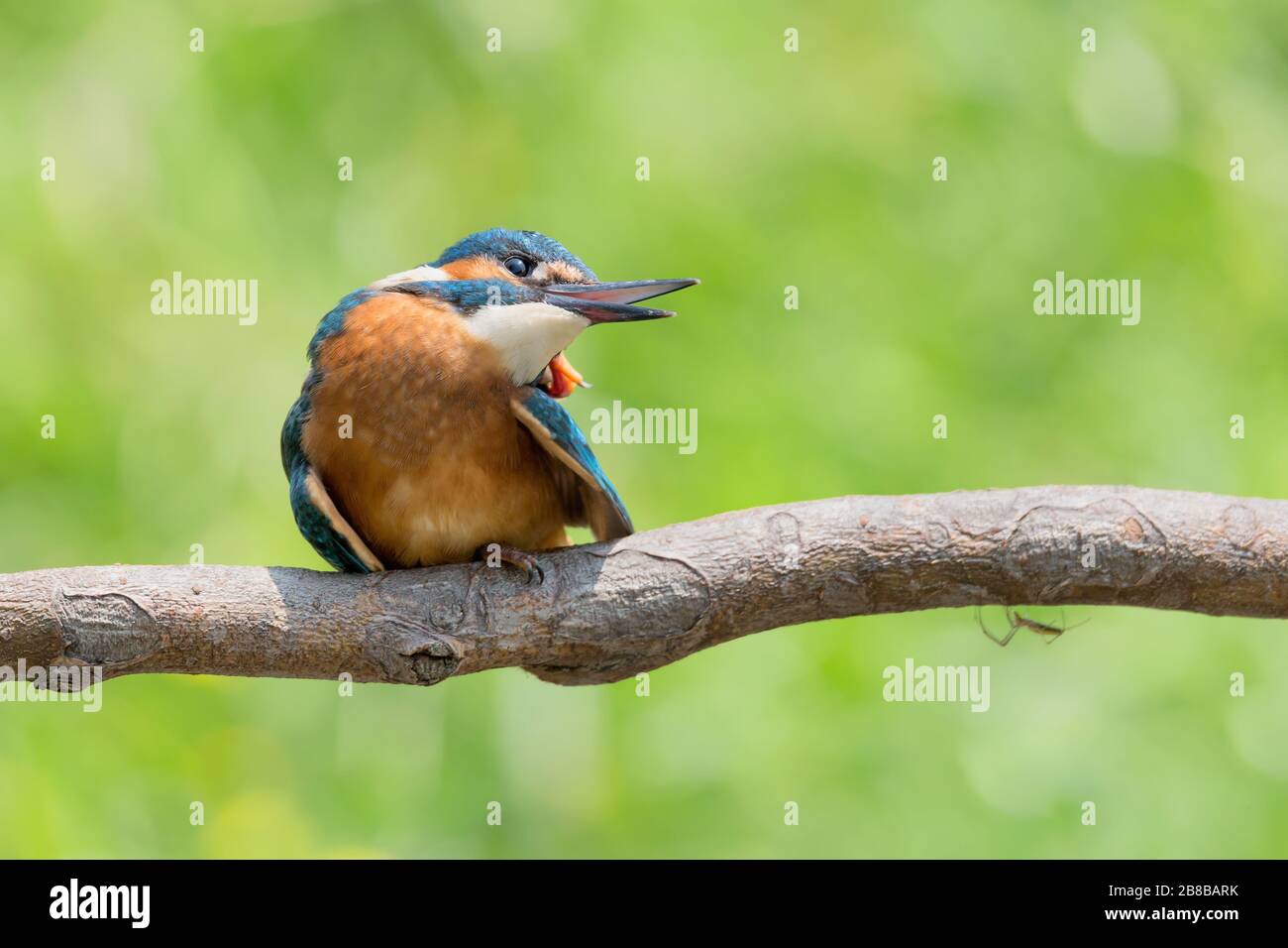 Portrait of common Kingfisher (Alcedo atthis) Stock Photo