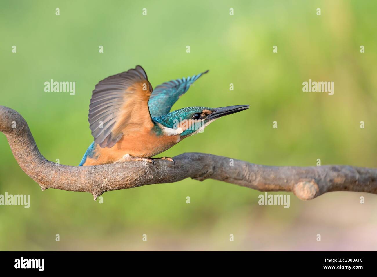 The common Kingfisher ready to fly (Alcedo atthis) Stock Photo