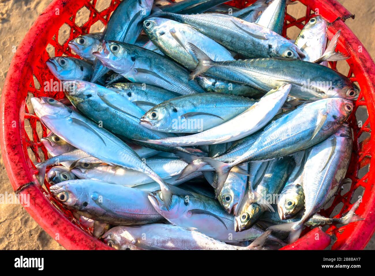 Mackerel in basket after catching trade in seafood market. This is a fish with many nutrients