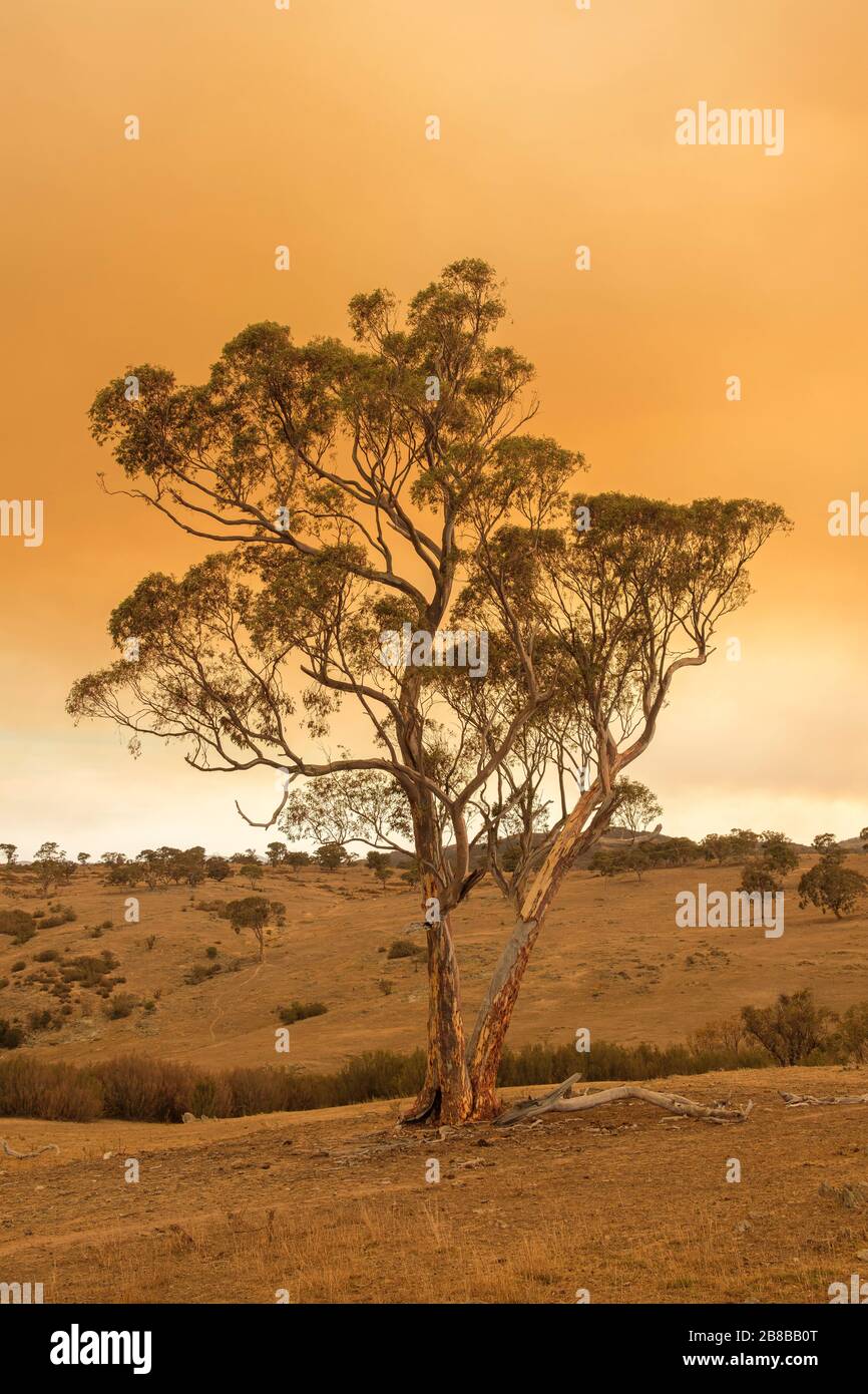 2020 Australian Bushfires. Googong,  NSW Stock Photo