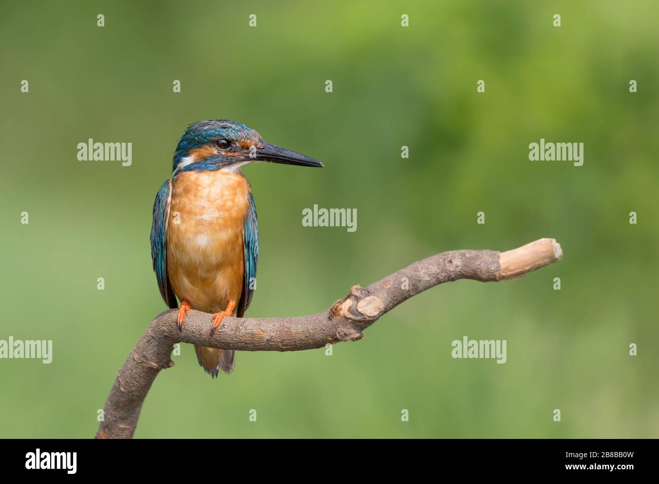 The colorful Kingfisher on branch (Alcedo atthis) Stock Photo