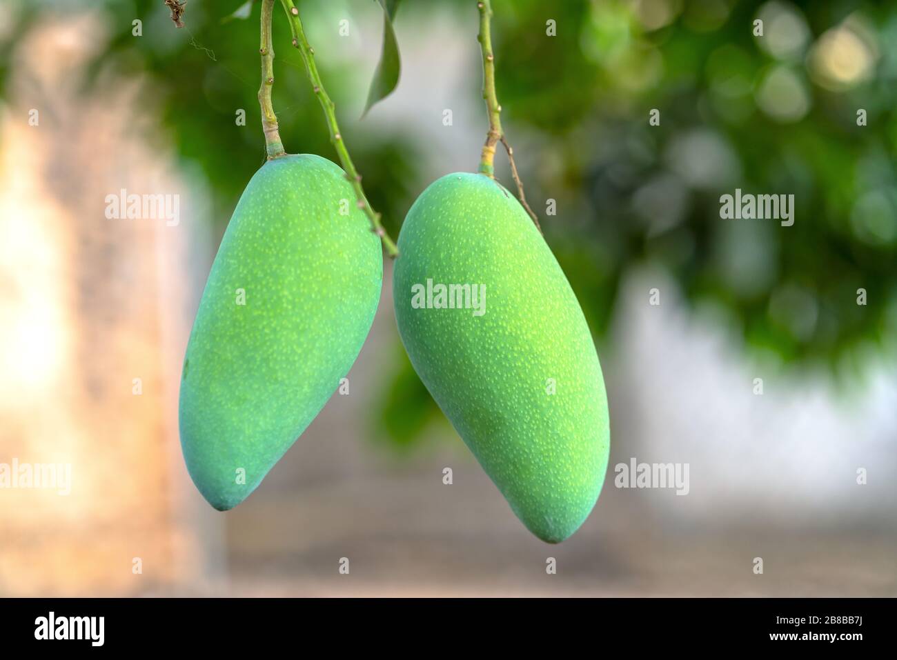 Pair of green mangoes on the tree waiting for harvest. This fruit is