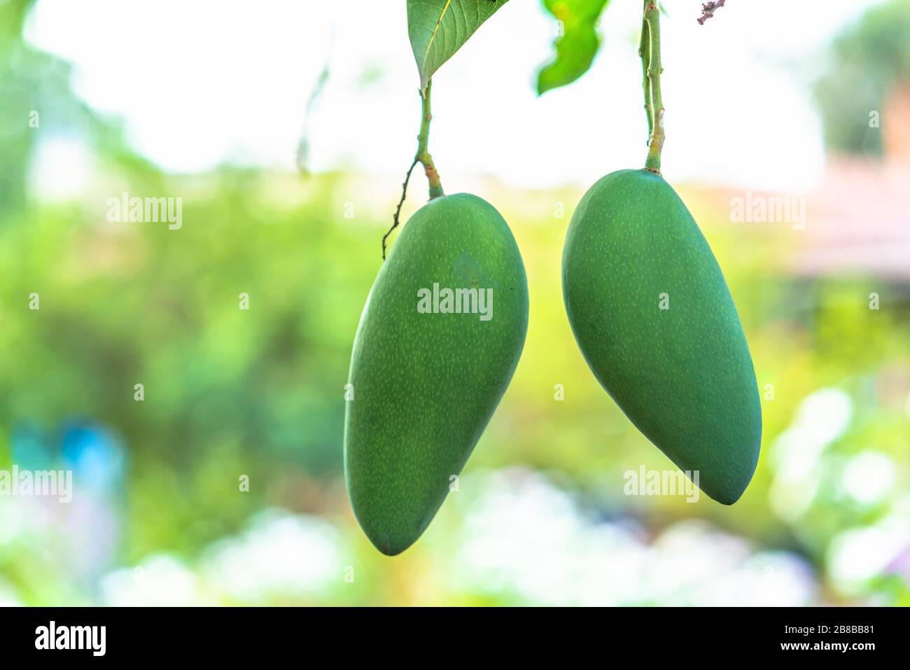 Pair of green mangoes on the tree waiting for harvest. This fruit is