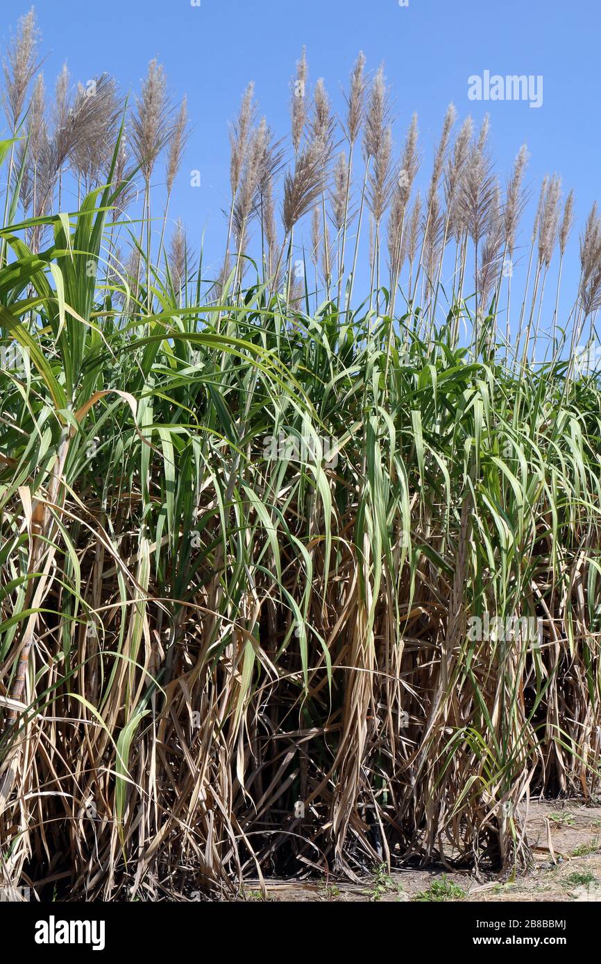 Sugarcane Plant Flower