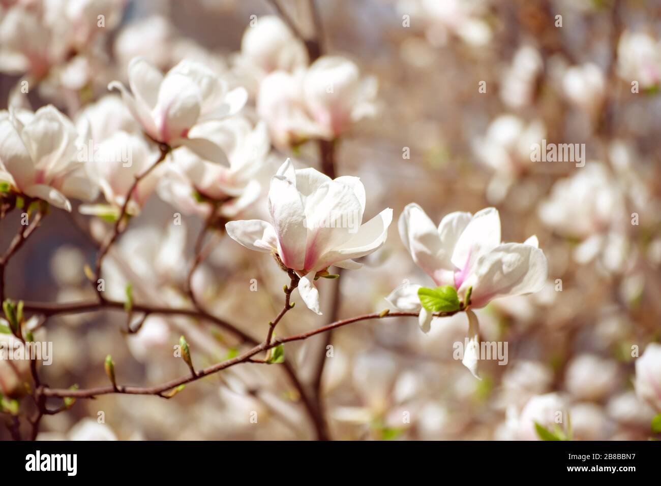 Blossoming of magnolia white flowers in spring time, natural seasonal ...