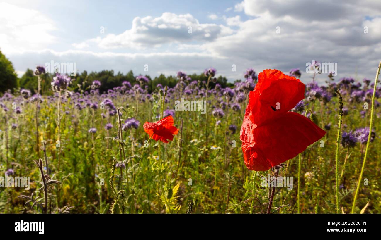 Poppies and Cornflowers in a meadow, Lüneburger Heide, Germany. Backlit Photograph Stock Photo