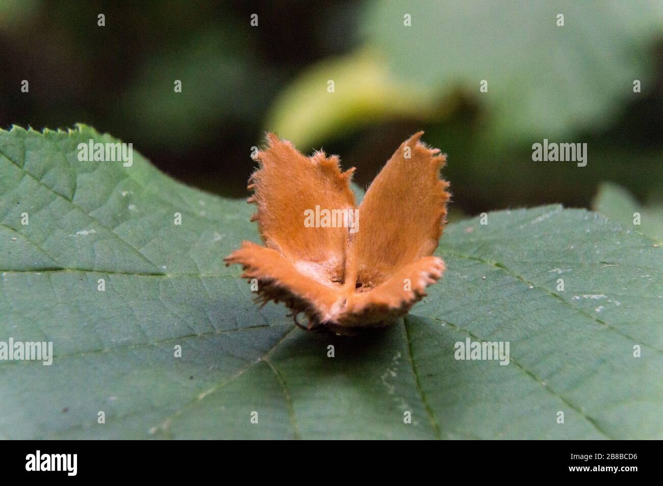 Beechnut Shell High Resolution Stock Photography and Images - Alamy