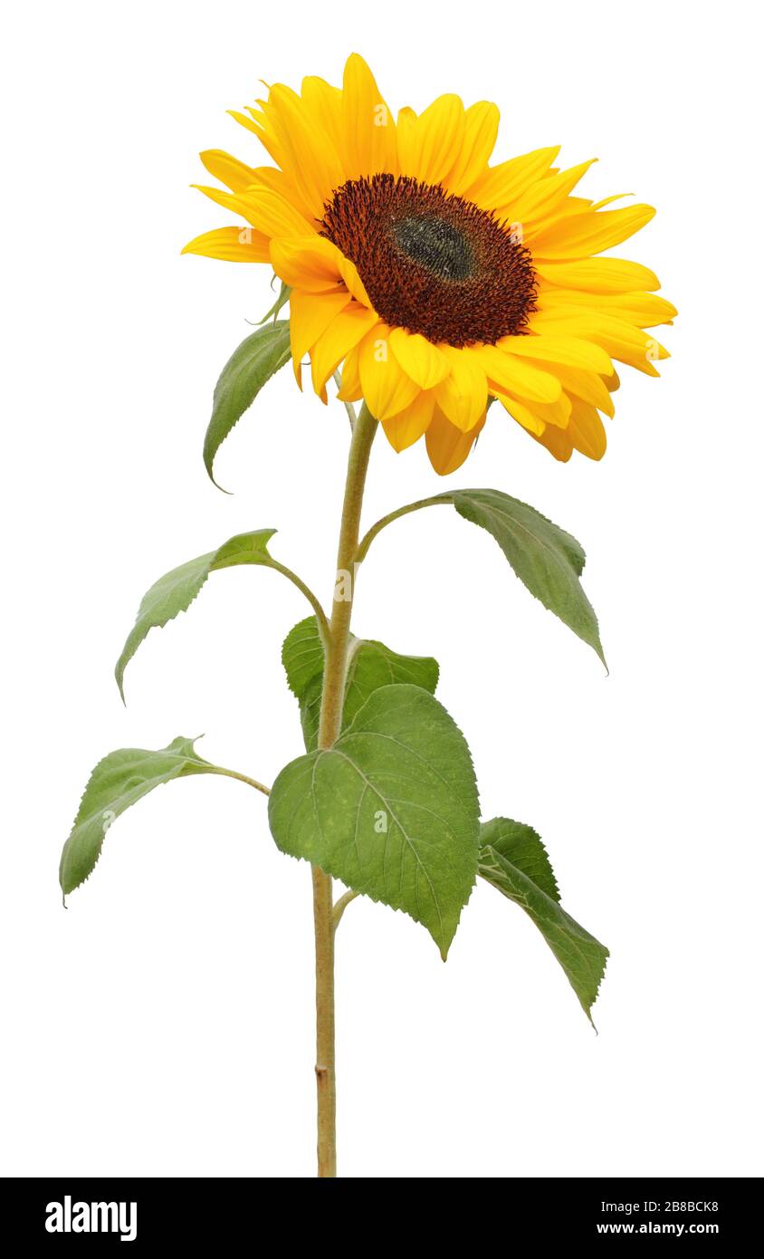 Sunflower (Helianthus annuus, Asteraceae)  isolated on white background. Germany Stock Photo