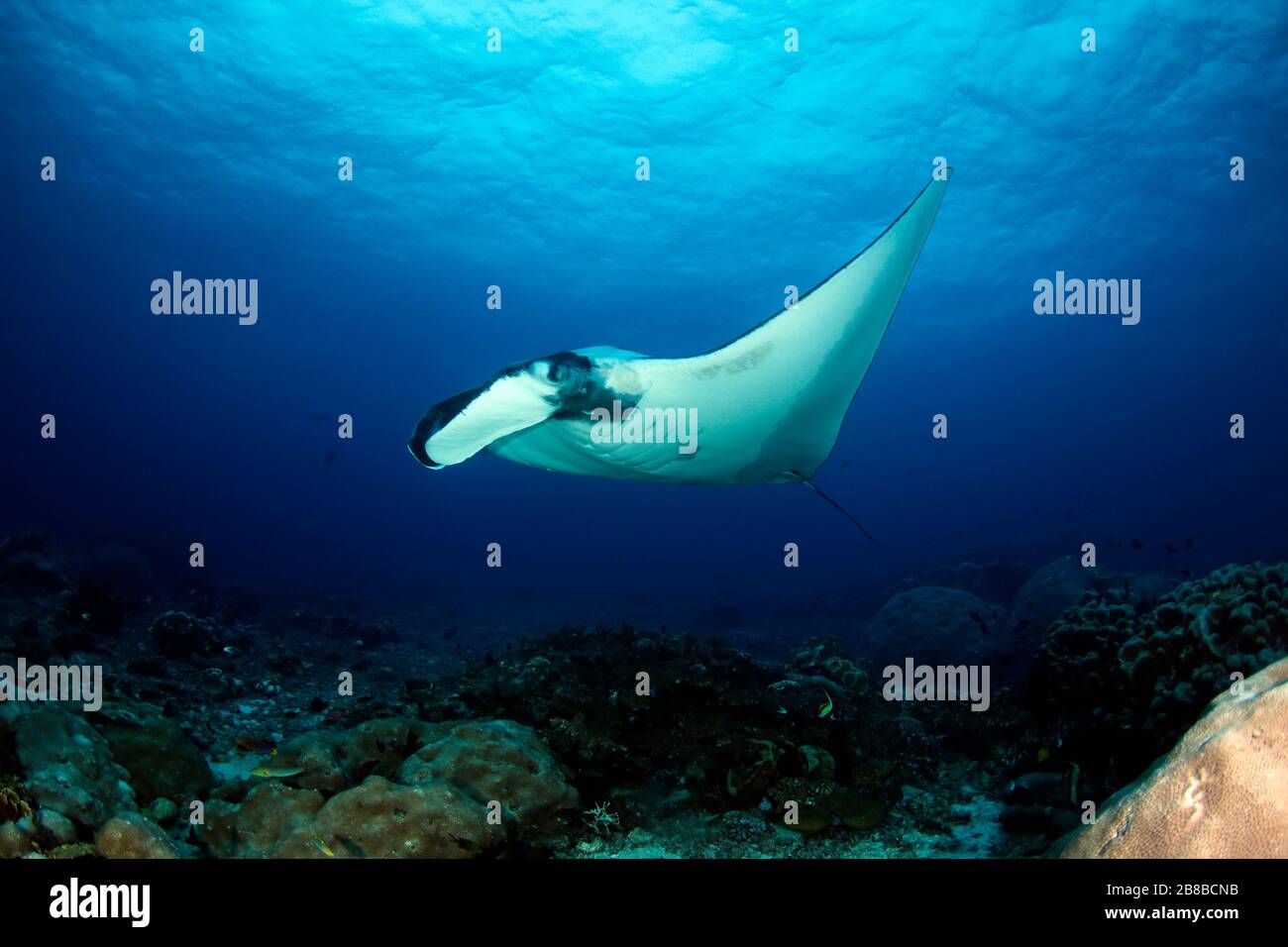 Giant Oceanic Manta Ray (Manta birostris, Mobula birostris) over Reef ...