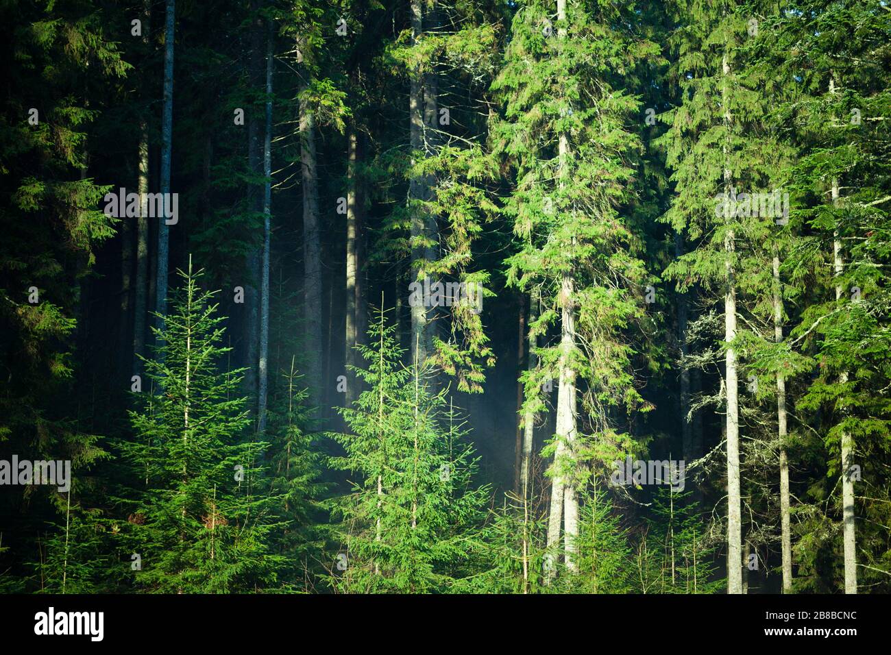 Lightened fir tree hi-res stock photography and images - Alamy
