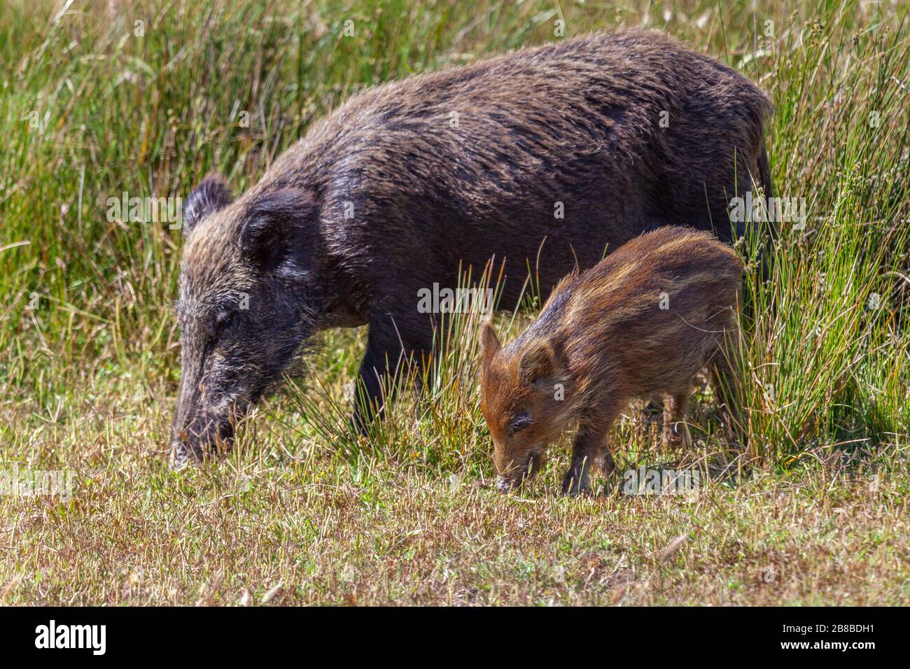 Wild boar or Eurasian wild pig - Sus Scrofa-, National Park of Doñana,  Huelva, Spain Stock Photo - Alamy