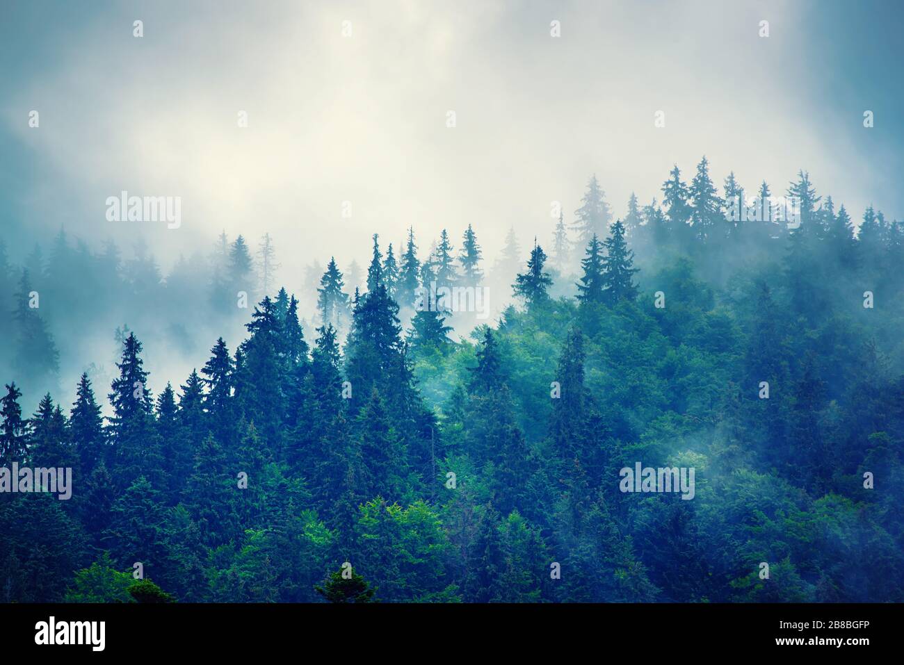 Misty foggy mountain landscape with fir forest and copyspace in vintage ...