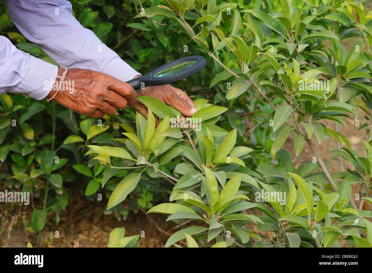Farmer checking and controlling spodilla or sapota on the tree with lens for growth. Concepts of sustainable living, work outdoors, contact with natur Stock Photo