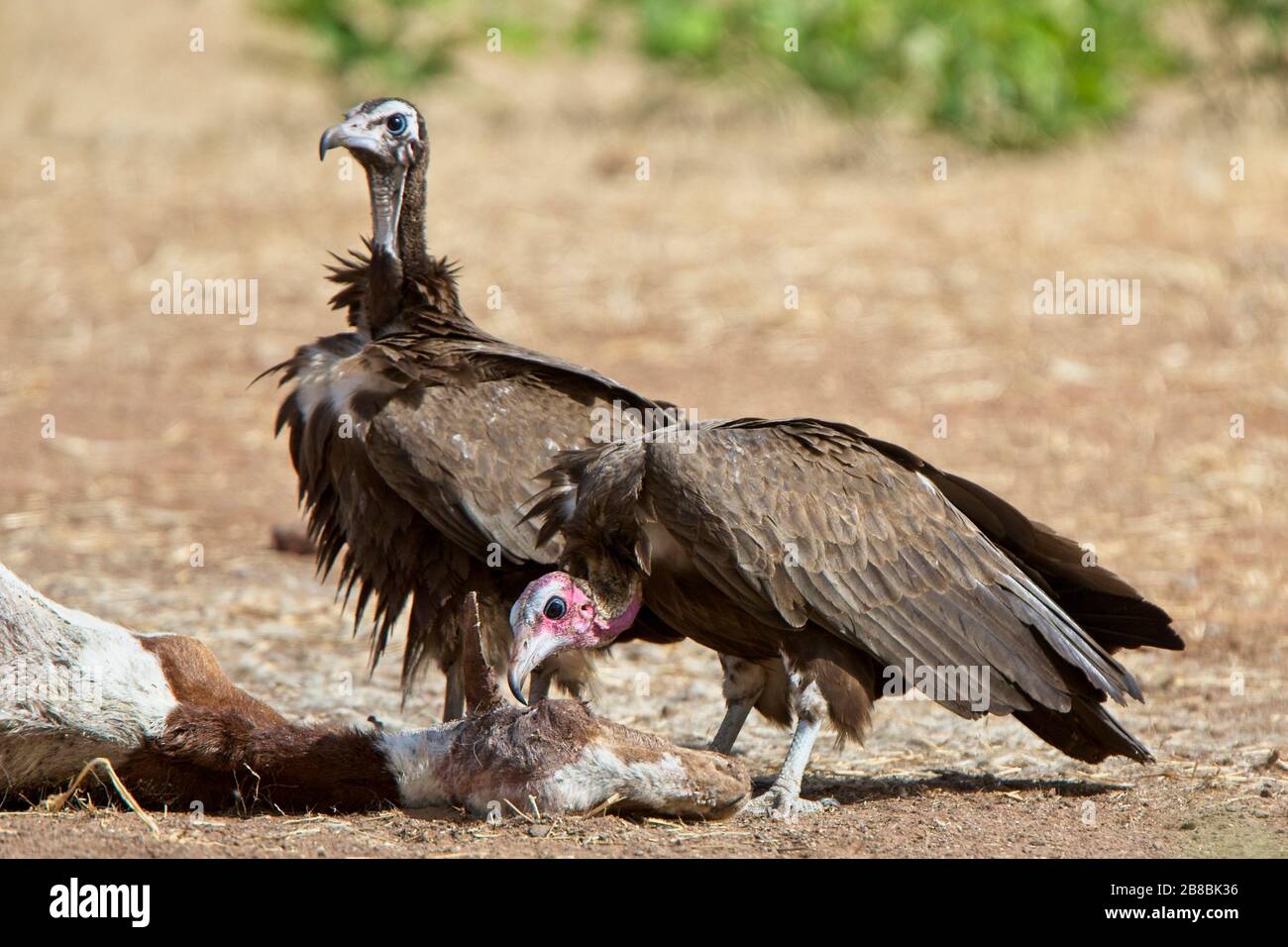 Hooded Vulture (Necrosyrtes monachus) two at the carcass of a dead goat, Gambia. Stock Photo