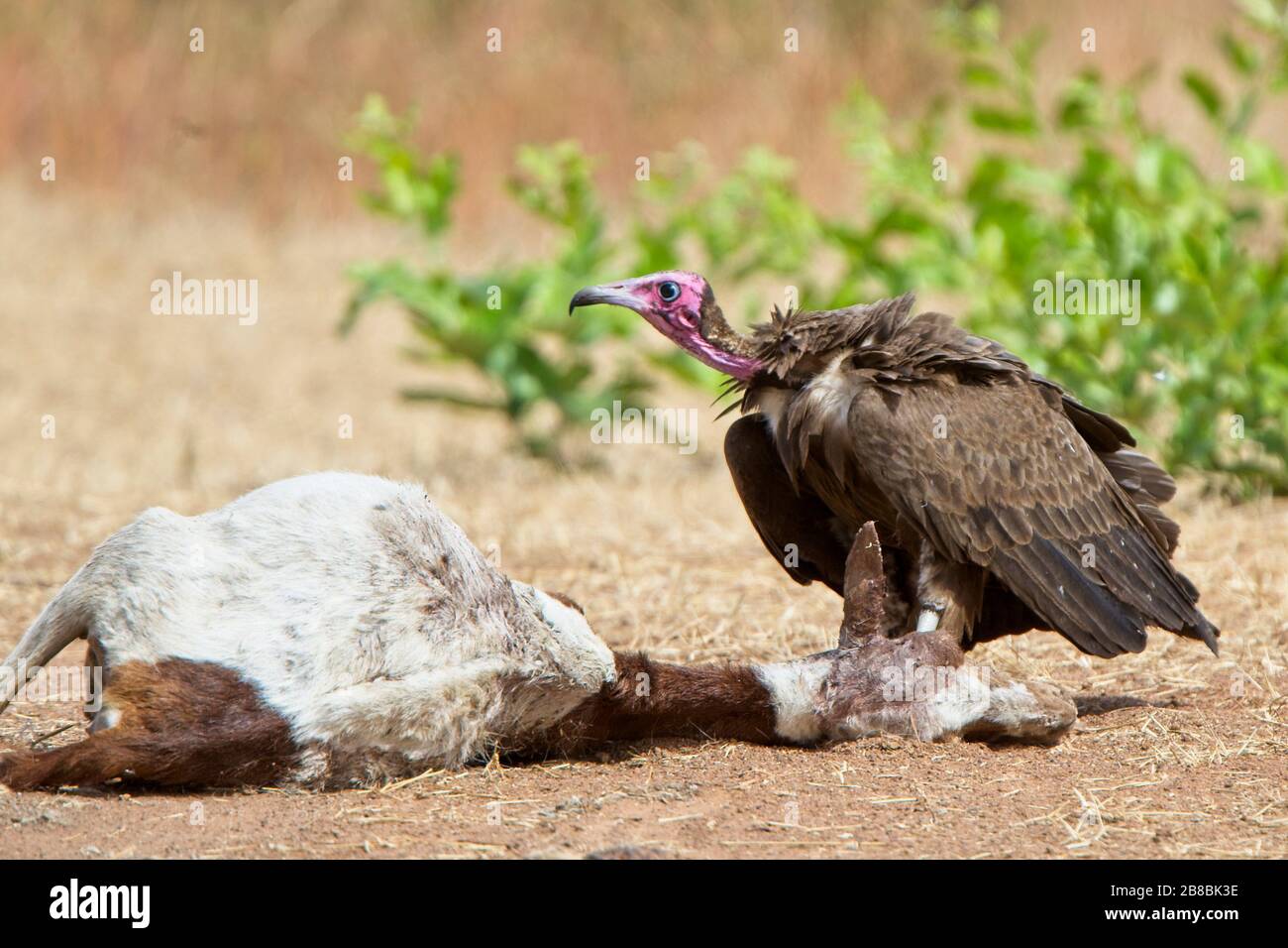 Hooded Vulture (Necrosyrtes monachus) one at the carcass of a dead goat, Gambia. Stock Photo