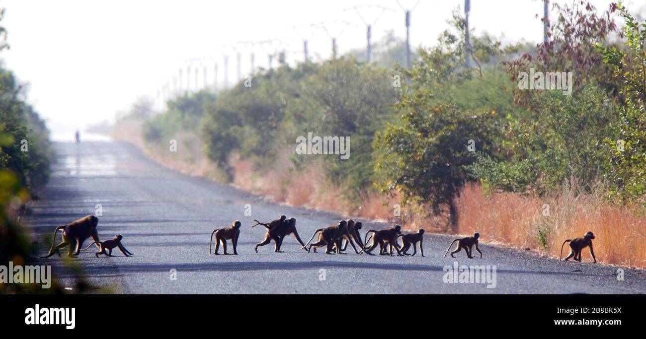 A troup of Guinea Baboon (Papio papio) crossing the road near Georgetown, Gambia. Stock Photo