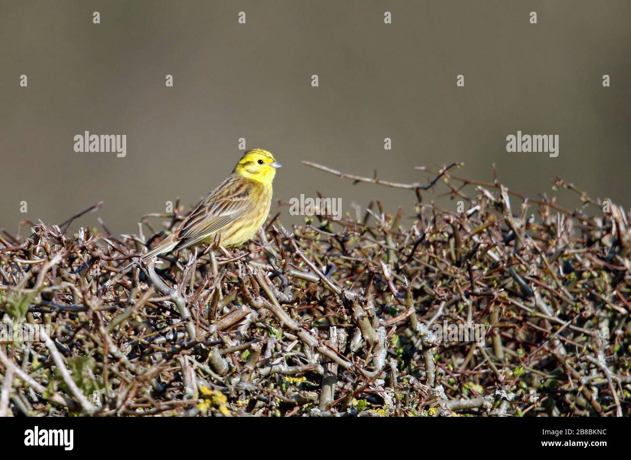 Male yellowhammer in the hedgerow Stock Photo