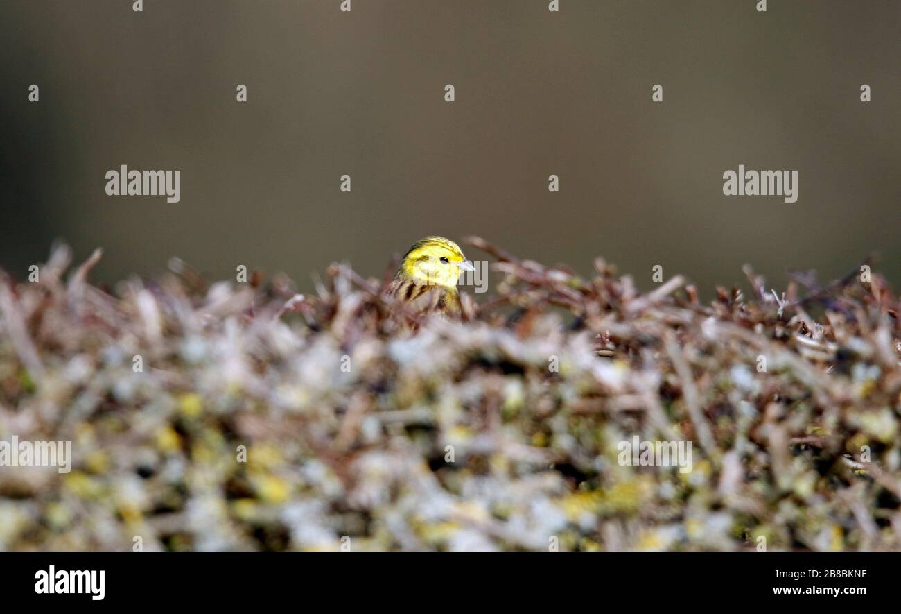 Male yellowhammer in the hedgerow Stock Photo