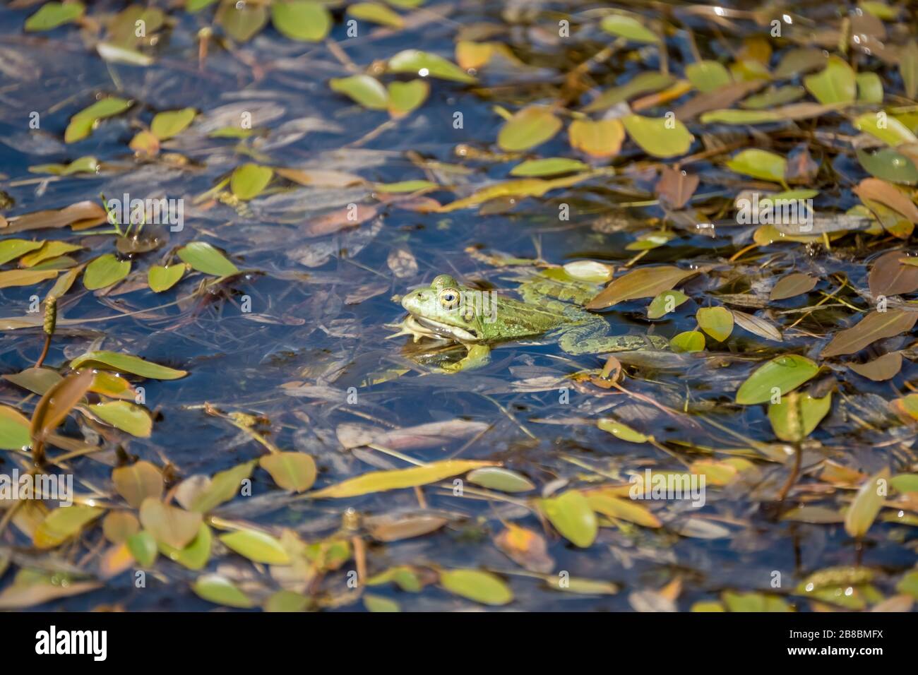 A small green frog in a leafy pool Stock Photo