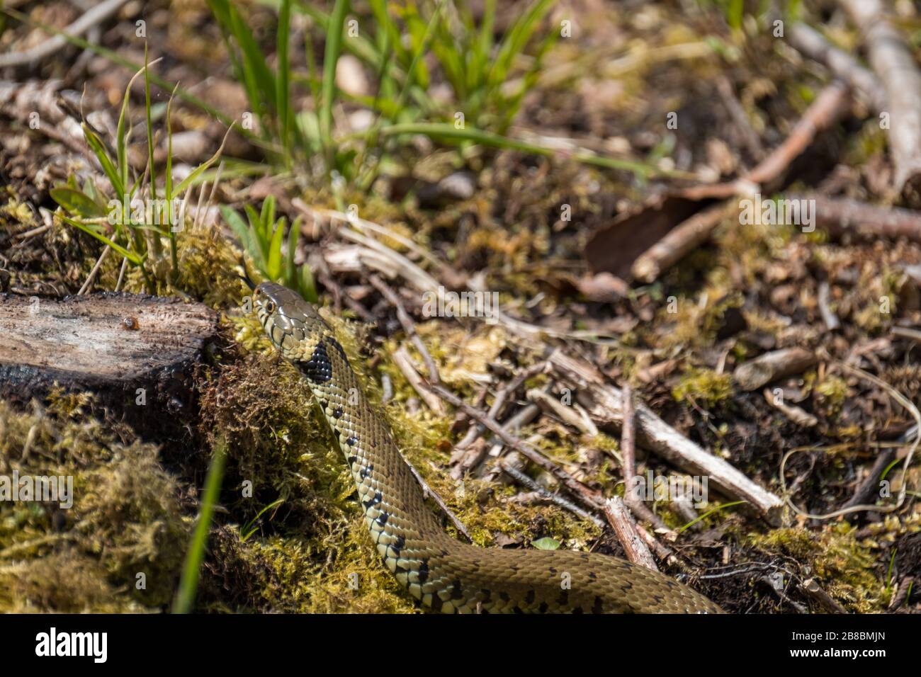 Grass snake (Natrix natrix) emerging from a leafy pond Stock Photo