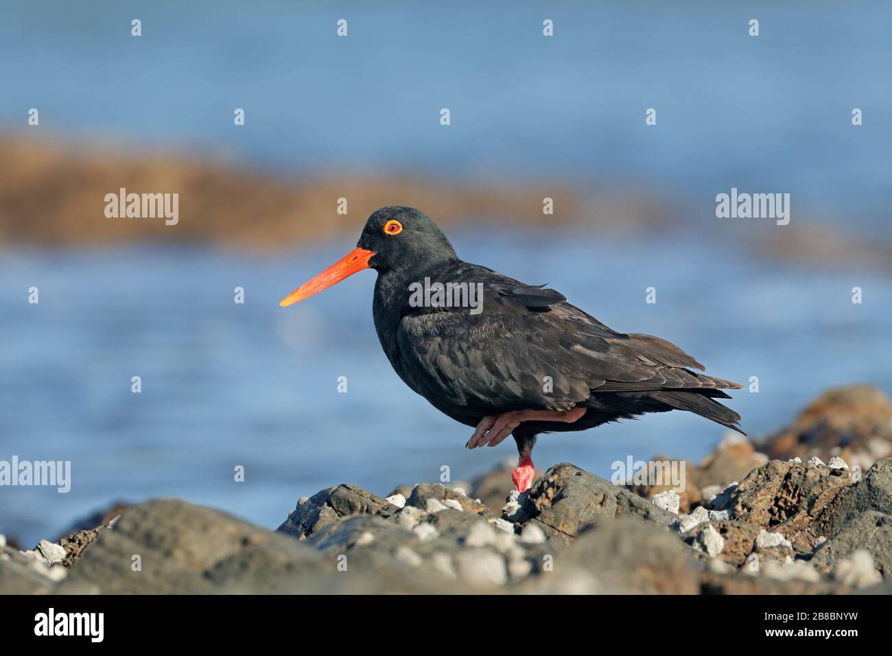 Oystercatcher bird hires stock photography and images Alamy