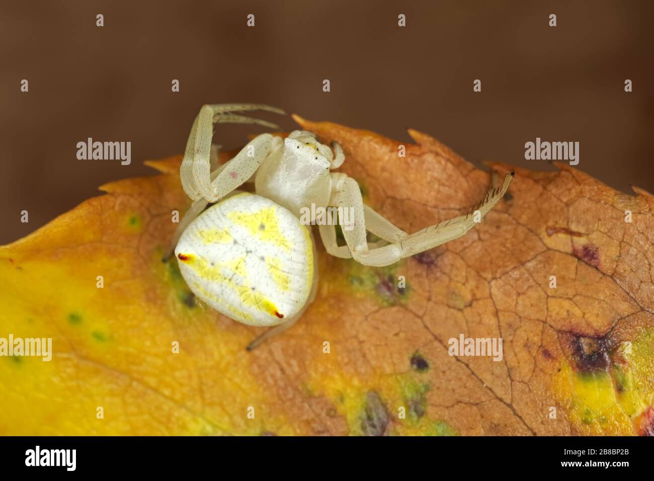 Flower crab spider (Family Thomisidae) sitting on a leaf, South Africa Stock Photo