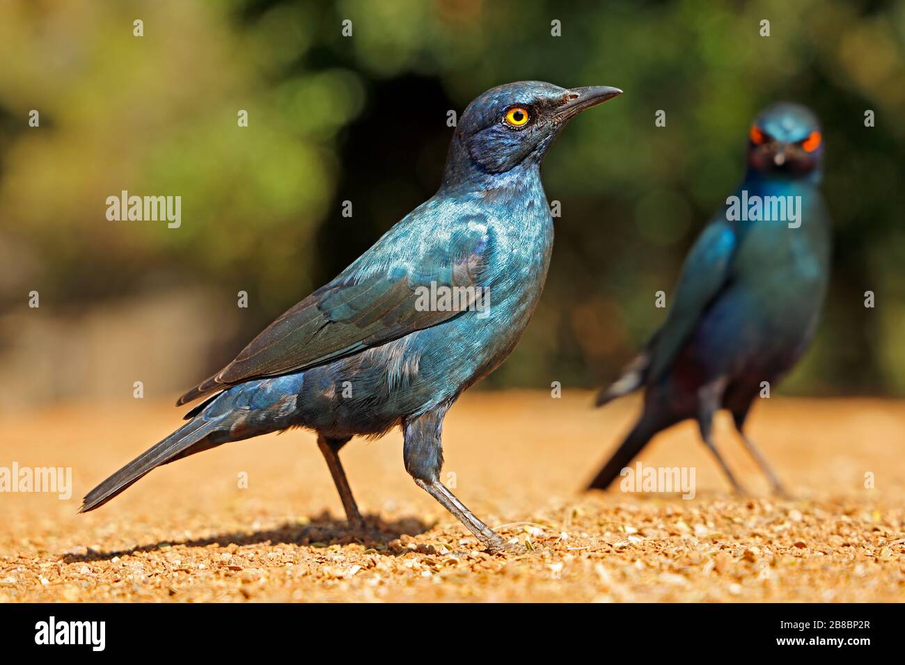 Alert greater blue-eared starlings (Lamprotornis chalybaeus), Kruger National Park, South Africa Stock Photo